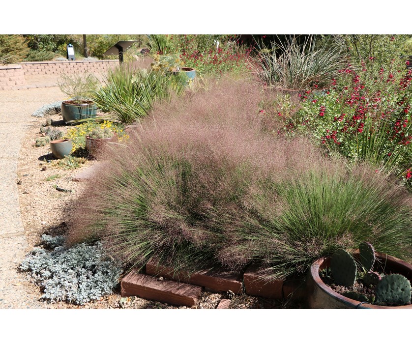 Undaunted Ruby Muhly